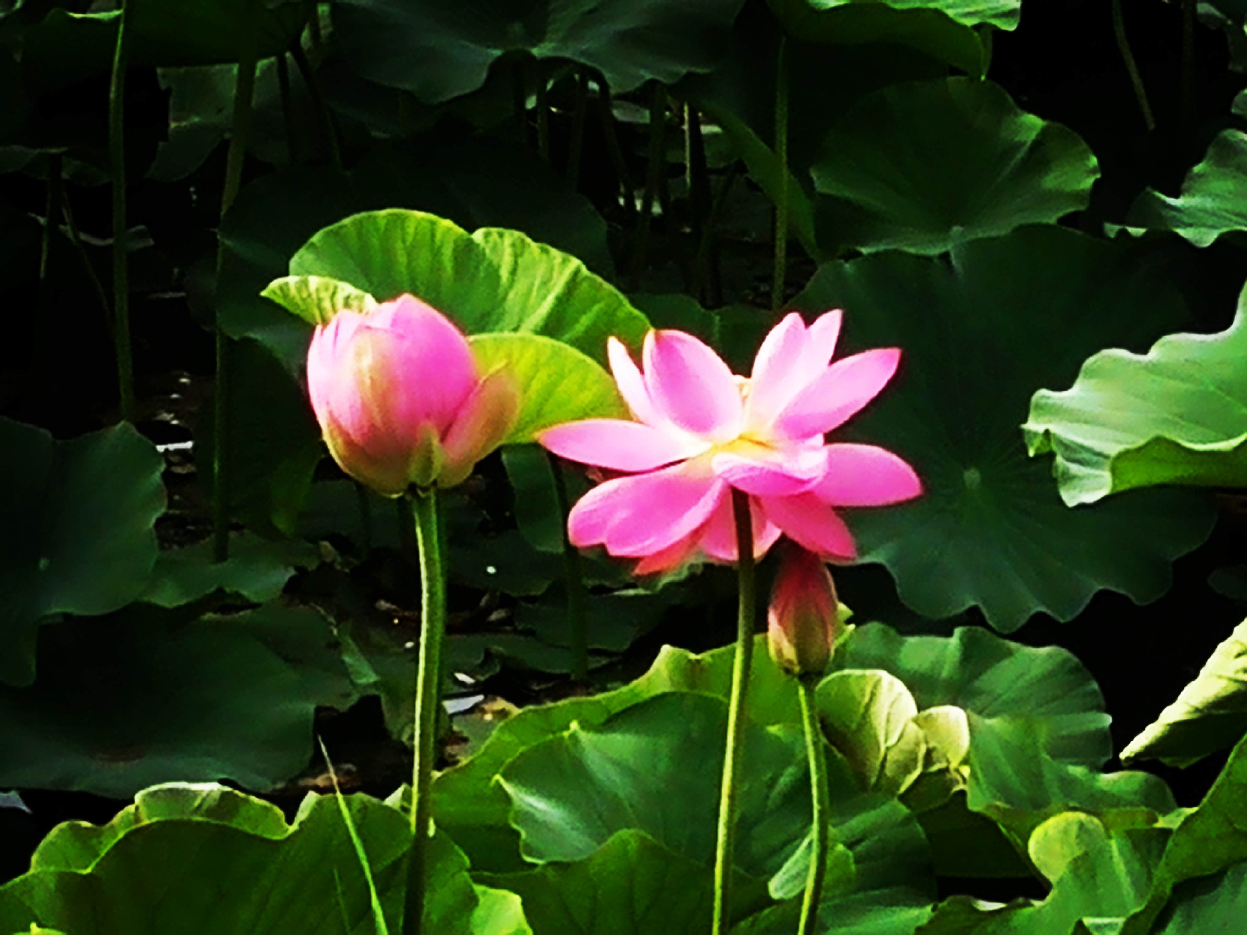 QQͼƬ20201211162023.jpg