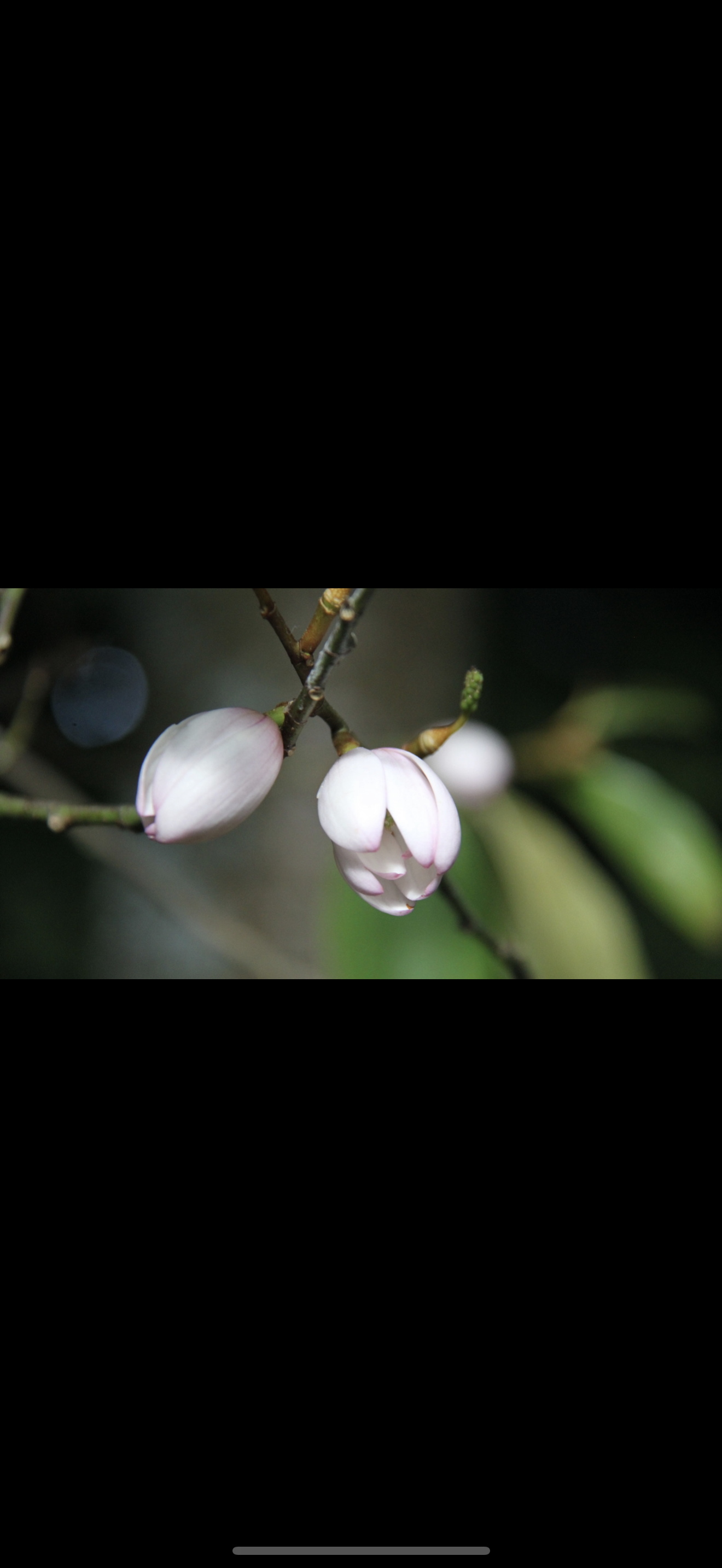 IMG_1651.png
